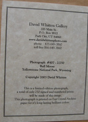 2003 limited Photograph Yellowstone Bull Moose, David Whitten # 2 of 250, 26×19″