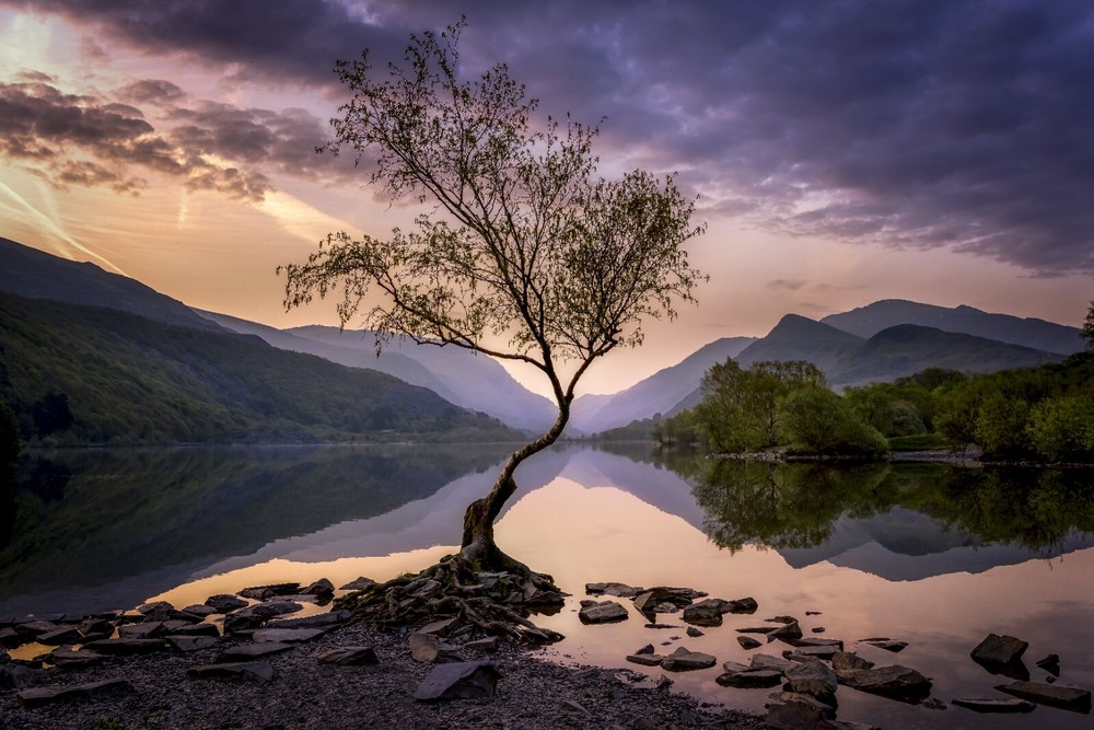 Digital Picture Image Photo Wallpaper Background Desktop Lone Tree