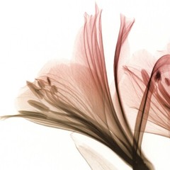 48W»x30H» ALSTROMERIA by STEVEN MEYERS – X-RAY FLORAL FLOWERS SEE THROUGH CANVAS