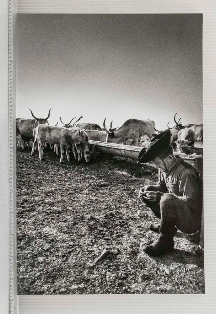 Vintage 1969 Pittsburgh Press Roto Press Photo Cowboy Rancher Cattle B&W
