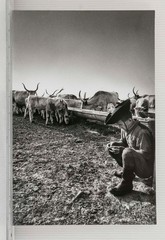 Vintage 1969 Pittsburgh Press Roto Press Photo Cowboy Rancher Cattle B&W