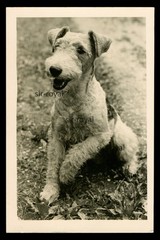 Cute Fox Terrier Dog in Portrait – Photo 9x14cm