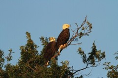 Eagle Photo, Pick One Image – Various Sizes
