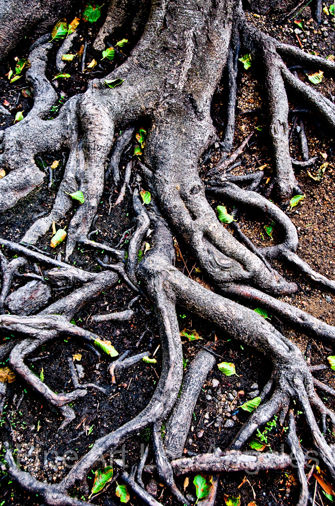 Neil Reichline Photo «Roots» Yosemite