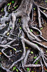 Neil Reichline Photo «Roots» Yosemite