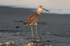 Willet Photo, Pick One Image – Various Sizes