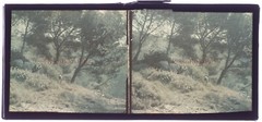 France Landscape Forêt C1910 Photo Autochrome Glass Plate Stereo Vintage