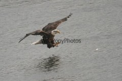 Eagle Photo 1, Pick One Image – Various Sizes