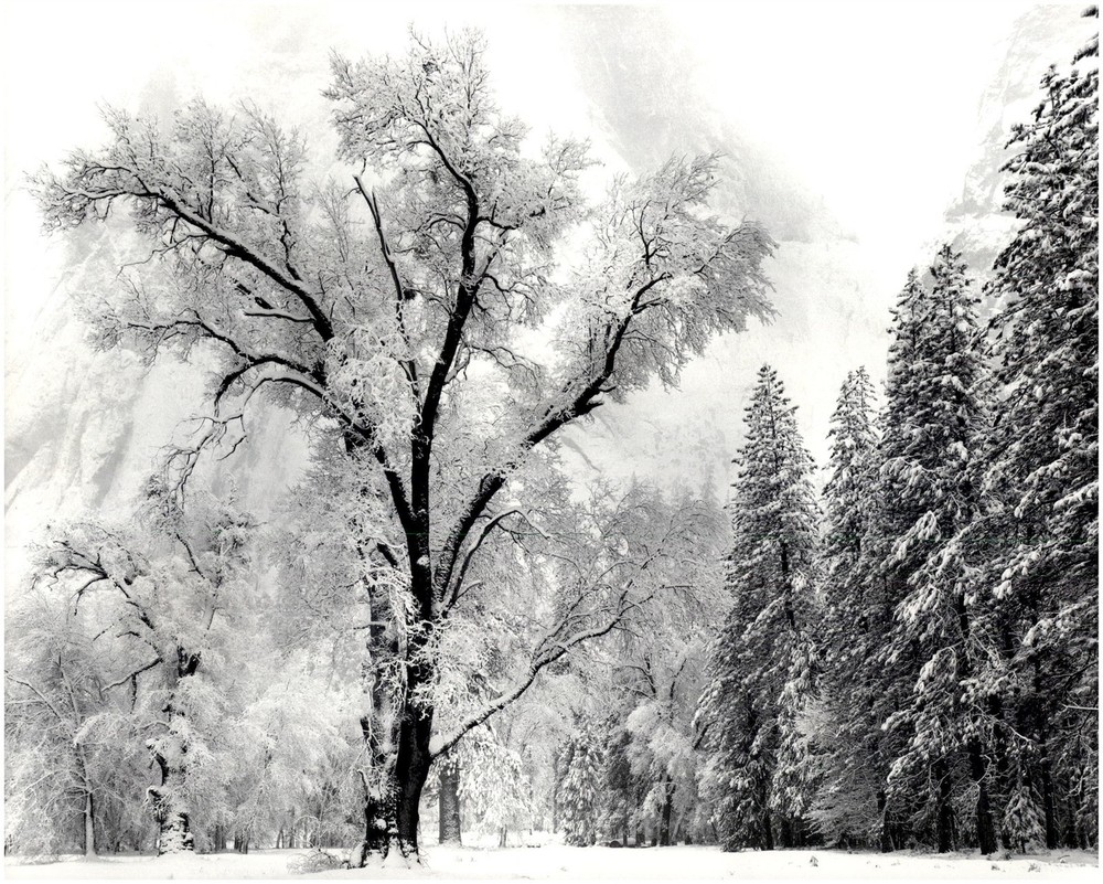 1948 1990s Ansel Adams Tree & Snow El Capitan Yosemite Park Large Art Photo