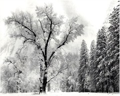 1948 1990s Ansel Adams Tree & Snow El Capitan Yosemite Park Large Art Photo