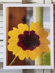 Landscape photograph- Plains Coreopsis 8.5×11