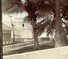 Larger size C. B. WAITE photo, MEXICO, Park in Veracruz, Coconut Palms, Vintage