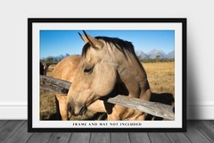 Western Photography Print – Picture of Buckskin Horse in Grand Tetons Wyoming