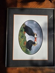 Picture of Puffins