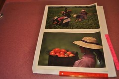 The Search for Food — Portfolio of 16 color photographs for Heinz | Jay Maisel