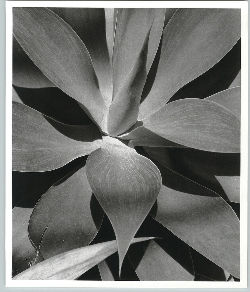 1945 1992 Agave Attenuata Plant Leaves Large Art Photo By Horst 16X20