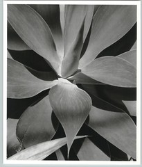 1945 1992 Agave Attenuata Plant Leaves Large Art Photo By Horst 16X20