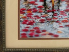 Cranberry Bog Picture Framed and Matted