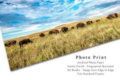 Buffalo Herd Photography Print Bison Picture Oklahoma Photo Western Decor