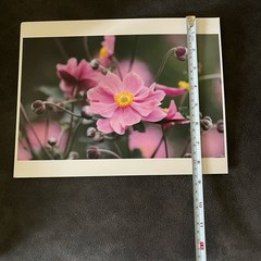 Floral Photograph Artwork Lot of 2