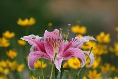 Flowers Photo, Pick One Image – Various Sizes