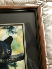 «BLACK BEAR CUB CHIN UP» OPEN EDITION FRAMED PHOTOGRAPH BY CHET DOWELL