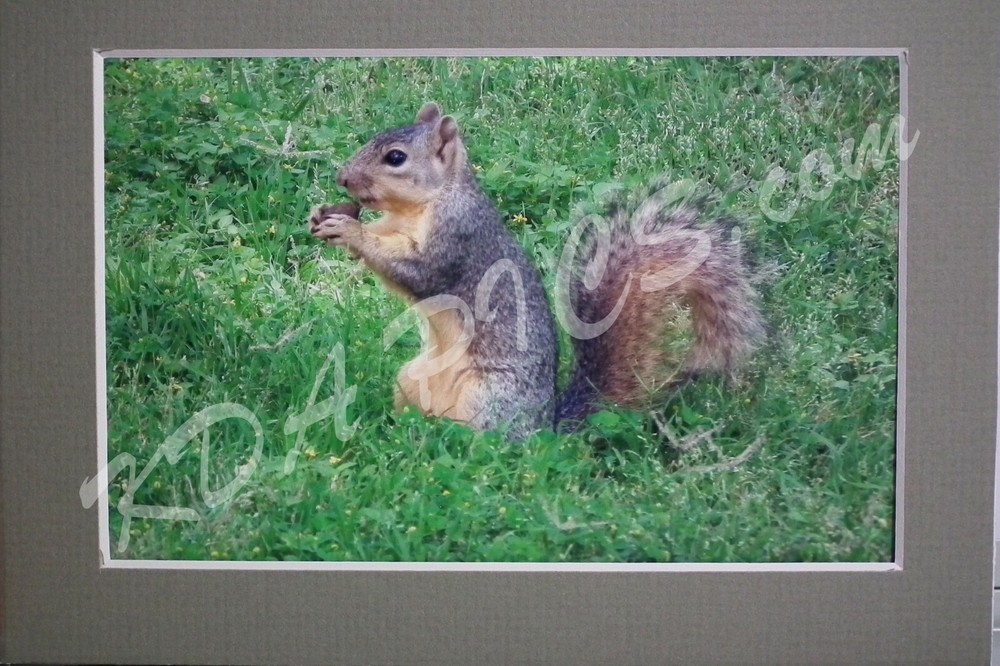 4″X6″ FOX SQUIRREL Photo Mount&Mat 5″ X 7″ READY 2 FRAME