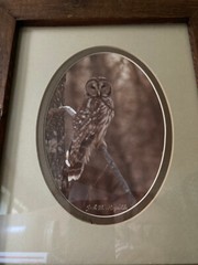 Wood Framed Barred Owl Nature Art Photograph by Jack B. Reynolds 12.5″x10.5″ COA