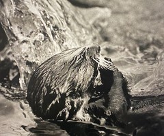 Tom Weber’s Cannery Row Sea Otter Photography.
