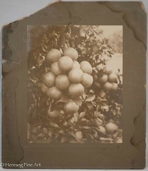 Antique 19th Century Albumen Print Photograph of Bundle of Figs on Vine, Nice!