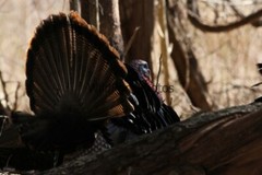 Turkey Photo, Pick One Image – Various Sizes