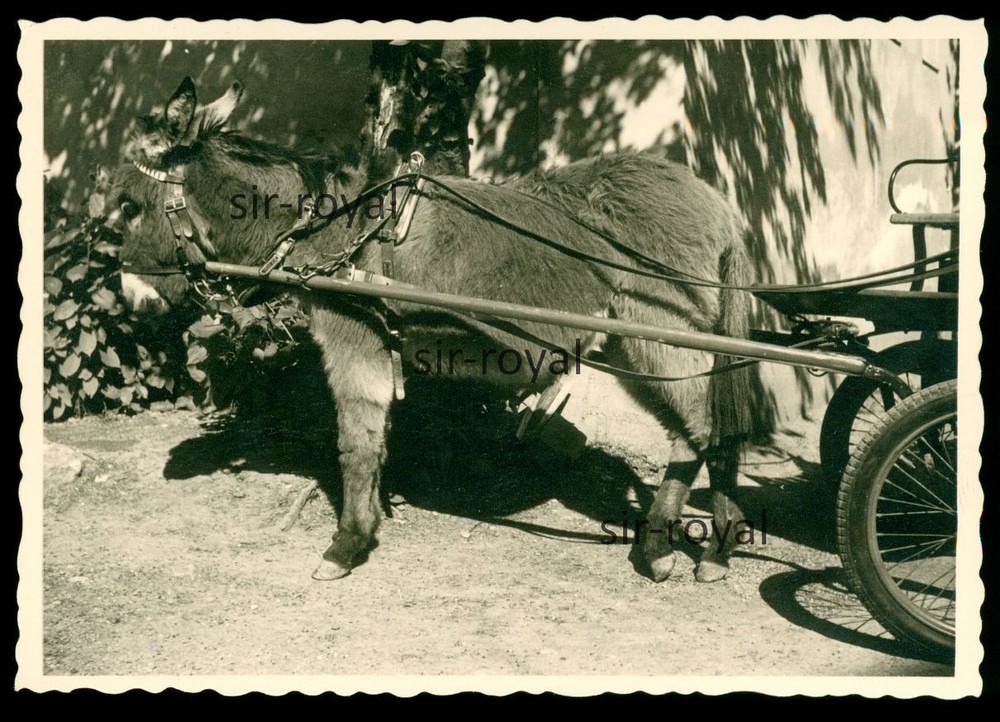 Vienna 1961 – Donkey in Schönbrunn Zoo – Austria 1960s – Photo 10x7cm