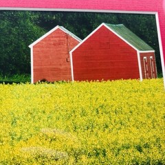 Red Barns in Yellow Field Framed Phorograph Farmcore Countrycore 1990s Wall Art