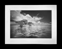 Clyde Butcher Gaskin Bay Everglades National Park Florida #5 22×34