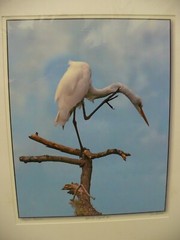 MATTED PHOTOGRAPHY Paynes Prairie White Egret 3 16×20 Dominick Martino