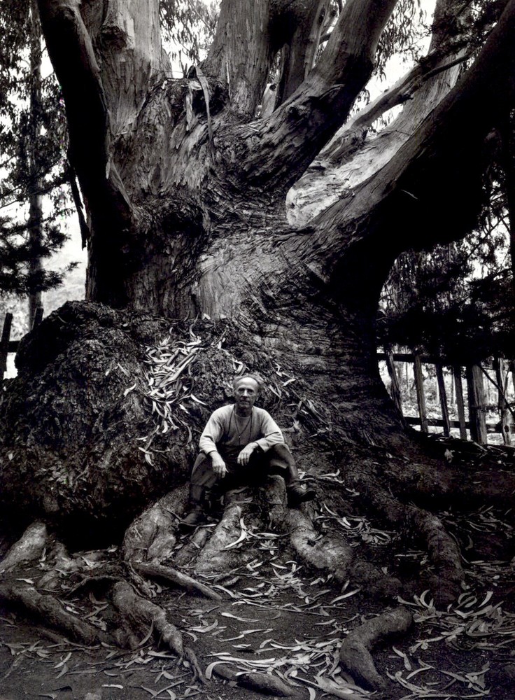 1972 1939 Ansel Adams Edward Weston Carmel California Huge Tree Trunk Art Photo