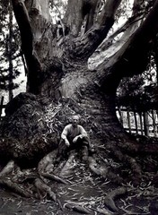 1972 1939 Ansel Adams Edward Weston Carmel California Huge Tree Trunk Art Photo