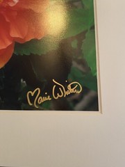 11 X 14 Matted Photo – signed by photographer Marie Whitton – Orange Hibiscus