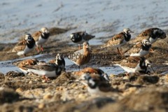 Red Knot Photo, Pick One Image – Various Sizes