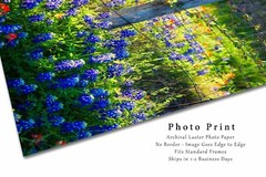 Fence Post Bluebonnets Texas Vertical Photography Print