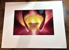 Vtg Sensual O’Keeffe-Style Floral Photograph Orchid Macro Abstract Art Signed