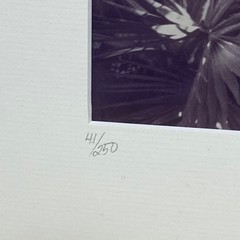 Niki Butcher Key West 1983 Photo Print Signed 41/250 Hand Colored 10×14″ FL Art