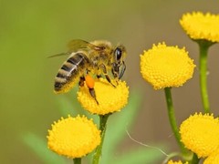 Digital Image Picture Photo Pic Wallpaper Background Bee On Yellow Flowers 101