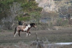 Chincoteague Pony Photo -Stallion Tidewater Twist- Pick One Image -Various Sizes