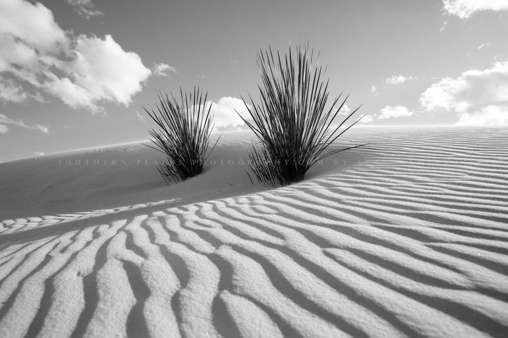 White Sands Photography Print: New Mexico Black & White Yucca Plant Desert Photo