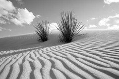 White Sands Photography Print: New Mexico Black & White Yucca Plant Desert Photo