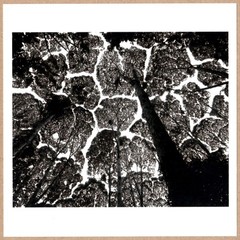 SIGNED STUART FRANKLIN KEPONG FOREST CANOPY MALAYSIA 1996 RARE 2014 LTD 6 x 6