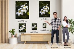 Island Elegance: Hawaiian White Plumeria Flower Wall Art Nature Print