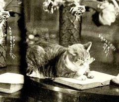 Smart Cat NYC 1931 Art Print Card Photo By James Van Der Zee Fotofolio 4”x6”