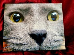 Original -Cat Face -Pet Portrait -Photoghaph- -Signed -mounted On Wood Frame